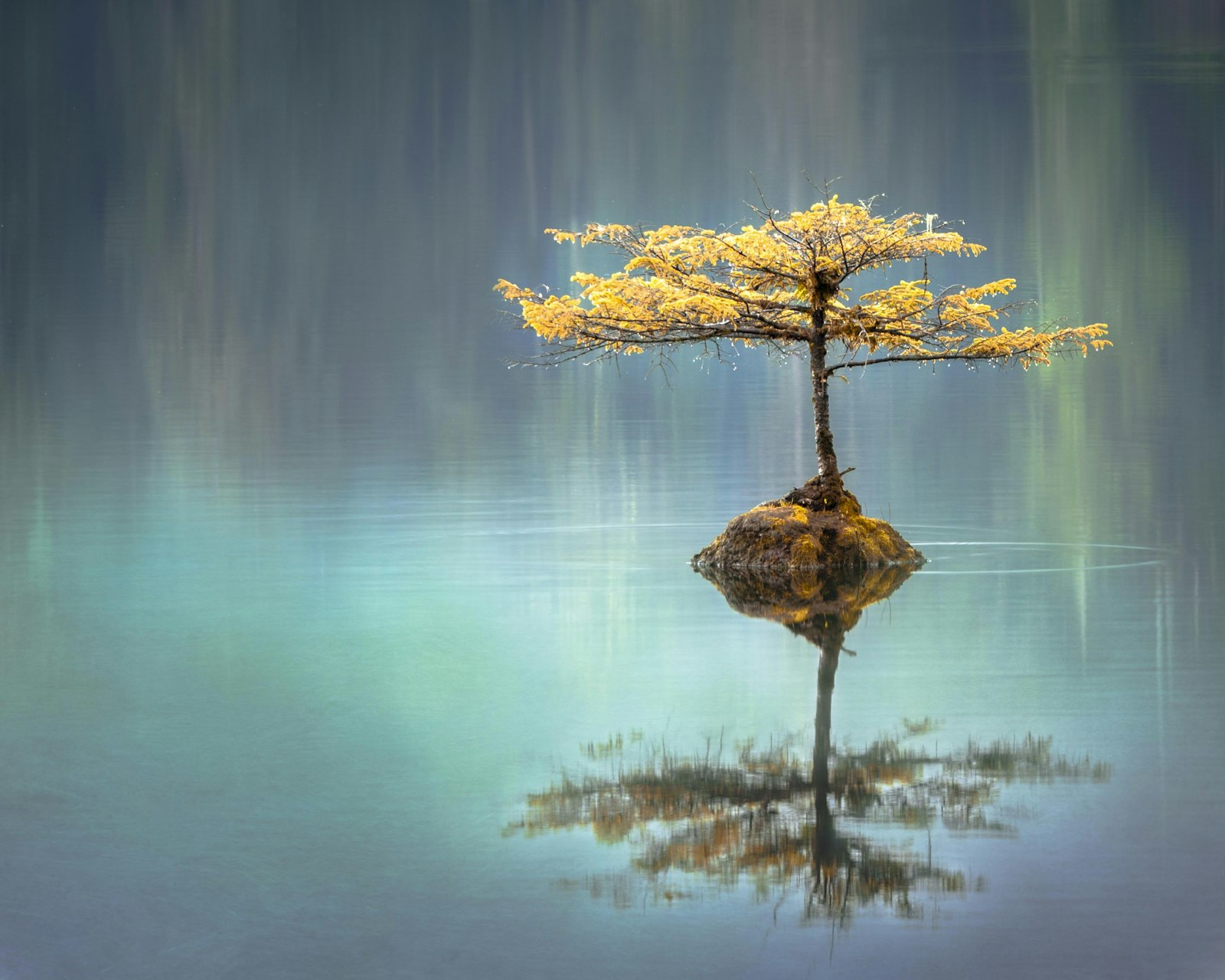 Formation Reiki certification IPHM